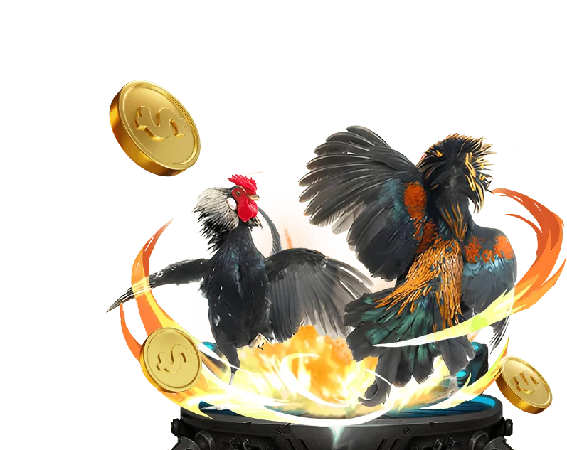 Hình ảnh một trận đá gà truyền thống Việt Nam